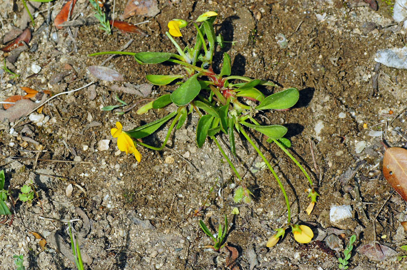 Scorpiurus muricatus / Erba-lombrica comune